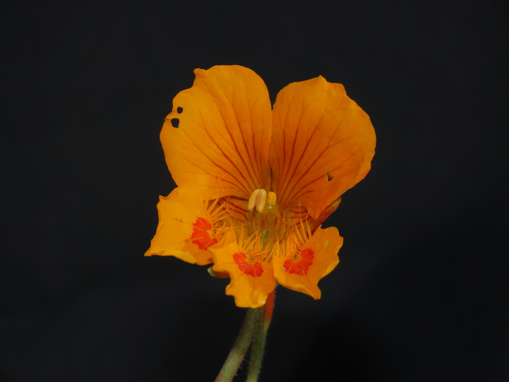 Tropaeolum minus; photograph author not stated, no rights reserved