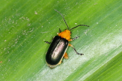 Cacoscelis marginata