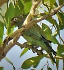 Psitteuteles versicolor