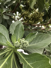 Heliotropium arboreum