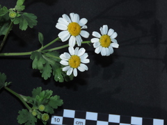 Tanacetum parthenium