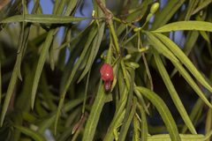 Podocarpus salignus