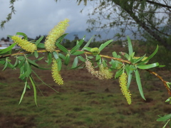 Salix humboldtiana