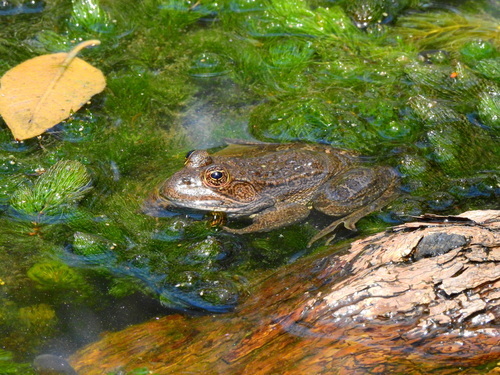 Montezuma's Frog, Lithobates montezumae