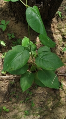 Ibatia