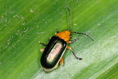 Cacoscelis marginata