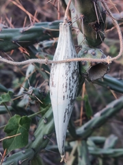 Polystemma cordifolium