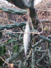 Polystemma cordifolium