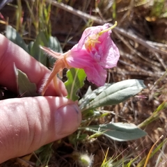 Oenothera deltoides
