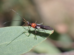 Rayieria basifer