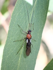 Rayieria basifer