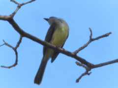 Myiarchus panamensis