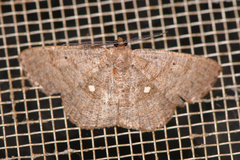 Parilexia cermala