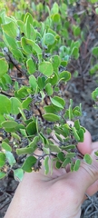 Arctostaphylos hookeri