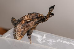 Paleophobetron arcuata