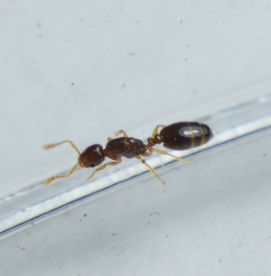 Solenopsis pollux