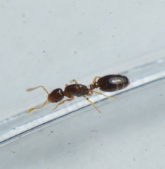 Solenopsis pollux