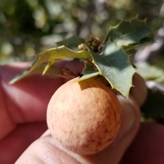 Atrusca brevipennata
