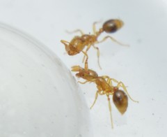 Solenopsis pollux
