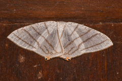 Brachurapteryx tesserata