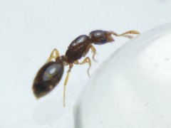 Solenopsis pollux