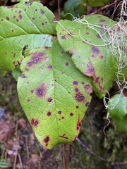 Mycosphaerella chimaphilae