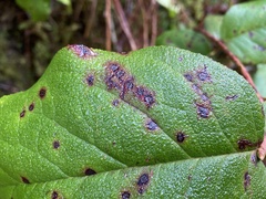 Mycosphaerella chimaphilae