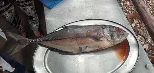 Bigeye trevally