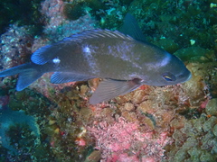 Chromis dispila