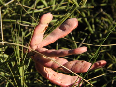 Prosopis humilis
