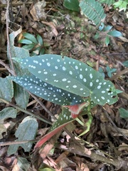 Begonia maculata