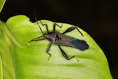 Grammopoecilus angustatus