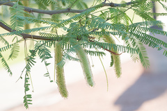 Prosopis
