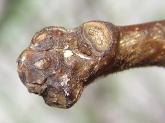 Maclura tricuspidata