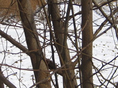 Maclura tricuspidata