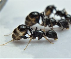 Temnothorax subditivus