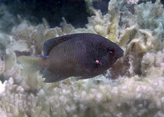 Pomacentrus grammorhynchus