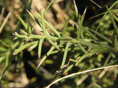 Prosopis humilis