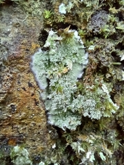 Dichosporidium nigrocinctum