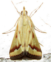 Achyra coelatalis