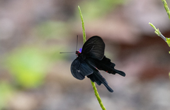 Pachliopta kotzebuea