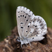 Arrowhead Blue - Photo (c) Bill Bouton, some rights reserved (CC BY-NC-ND)