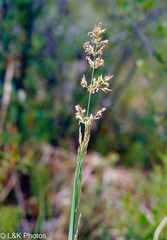 Arctagrostis arundinacea