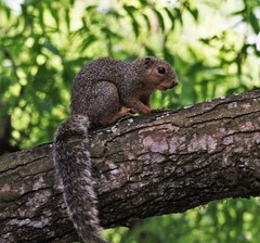 Heliosciurus undulatus