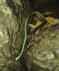 Philothamnus punctatus