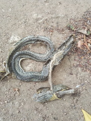 Psammophis orientalis