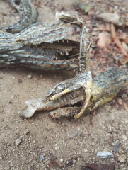 Psammophis orientalis