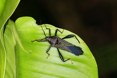 Grammopoecilus angustatus