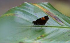 Koruthaialos rubecula