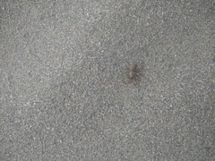 Aptostichus miwok